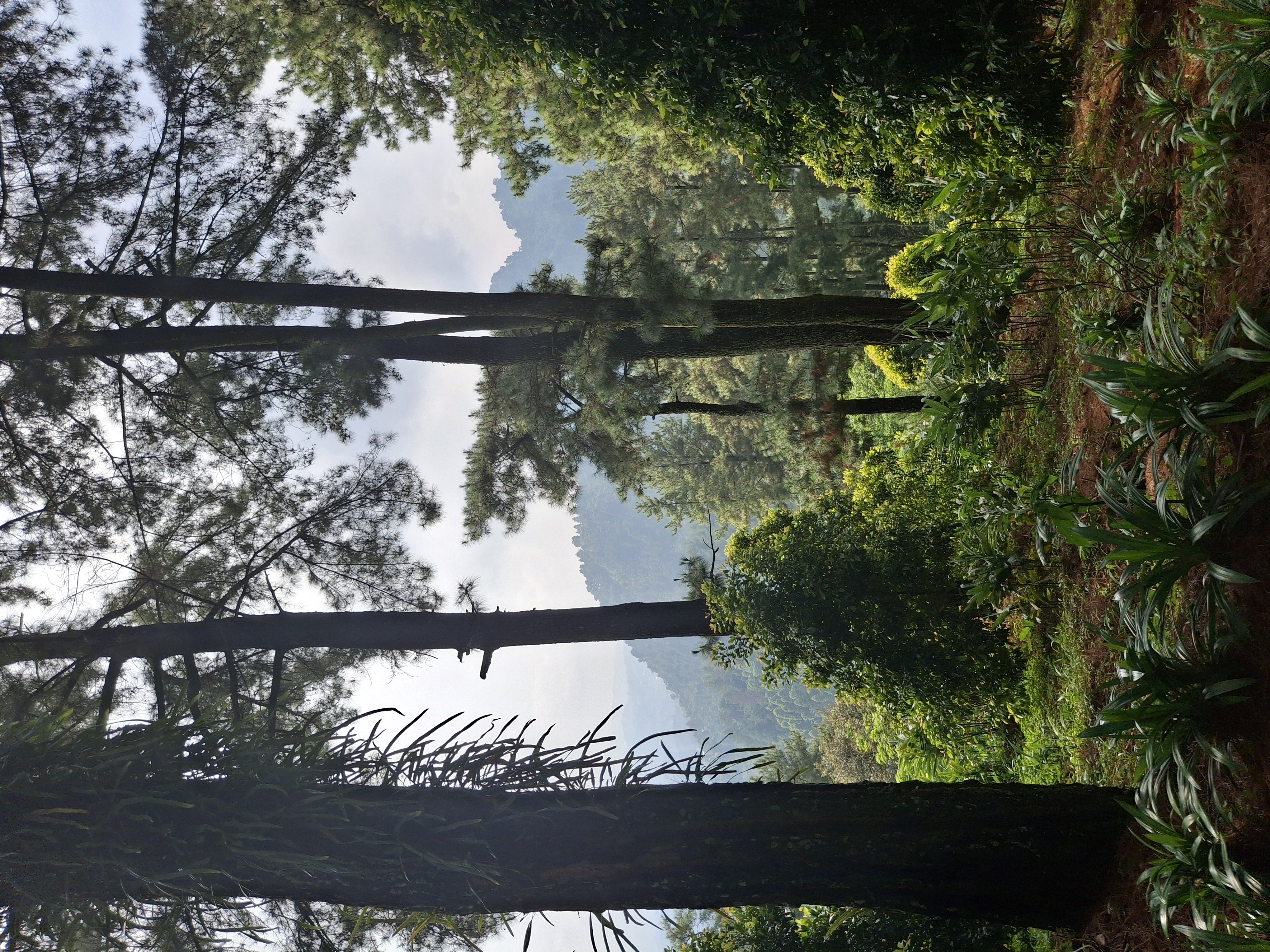 Pagi hari di hutan pinus