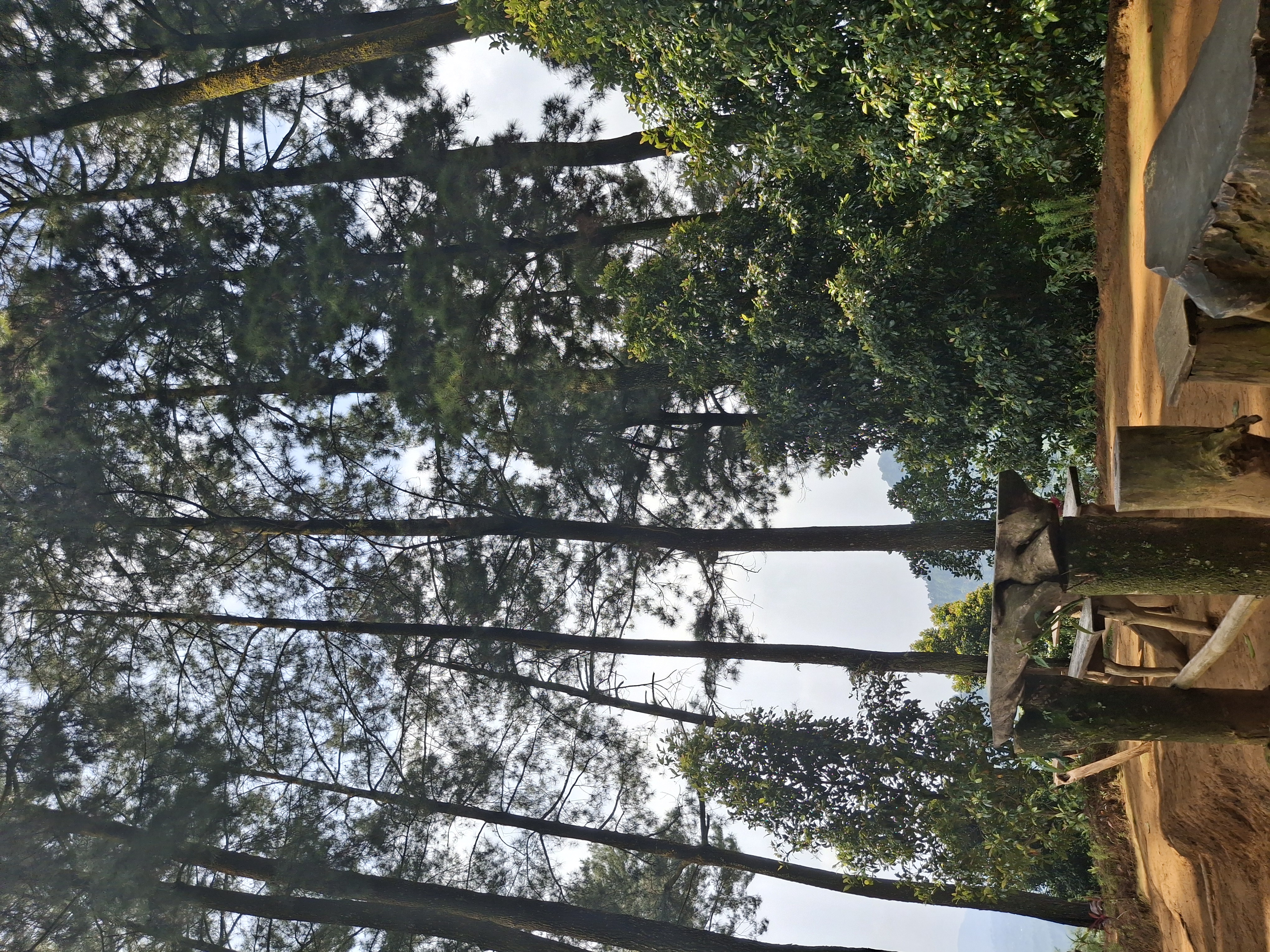 Bersantai di area pinus