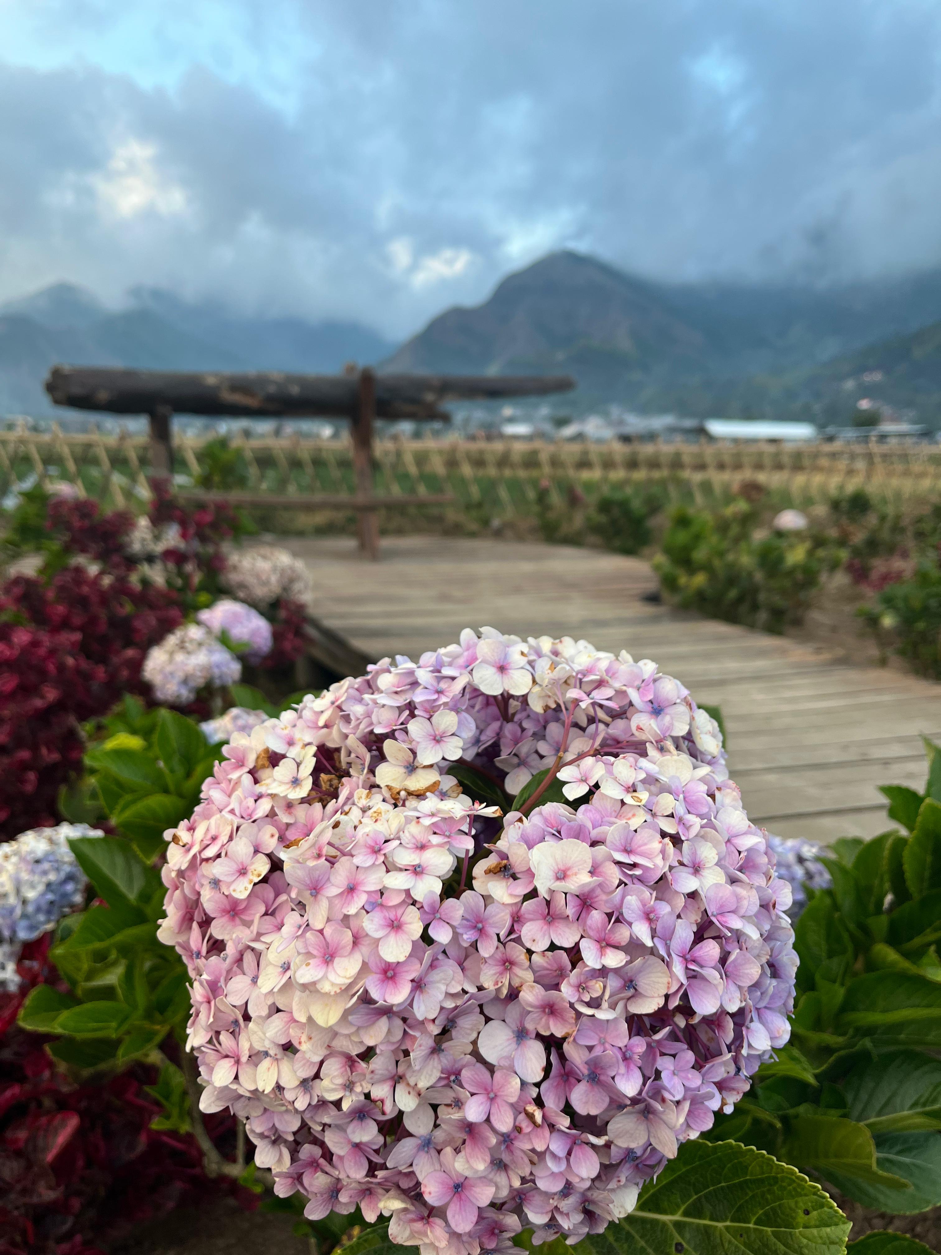 Bunga di area outdoor