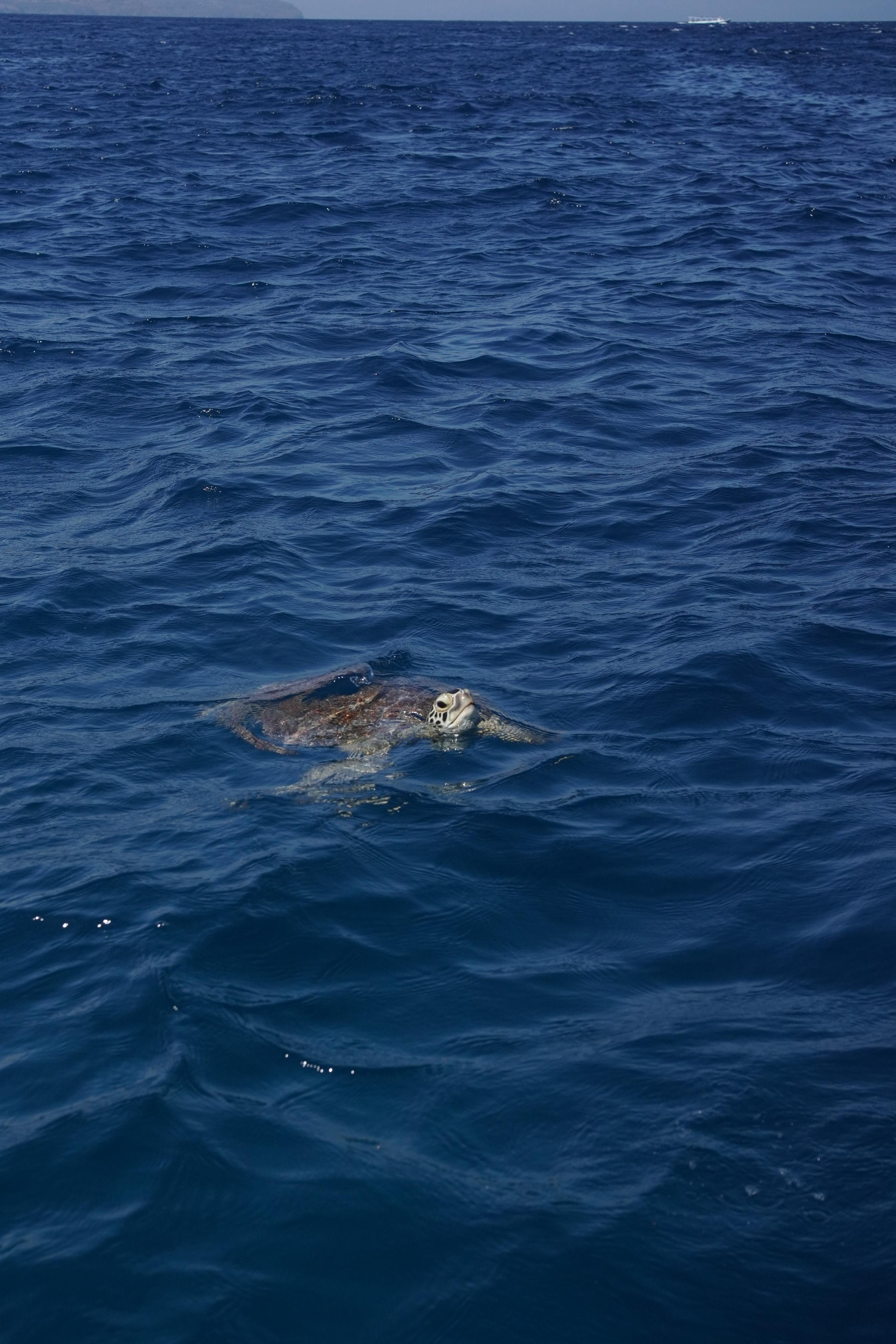 Penyu di habitat pantai