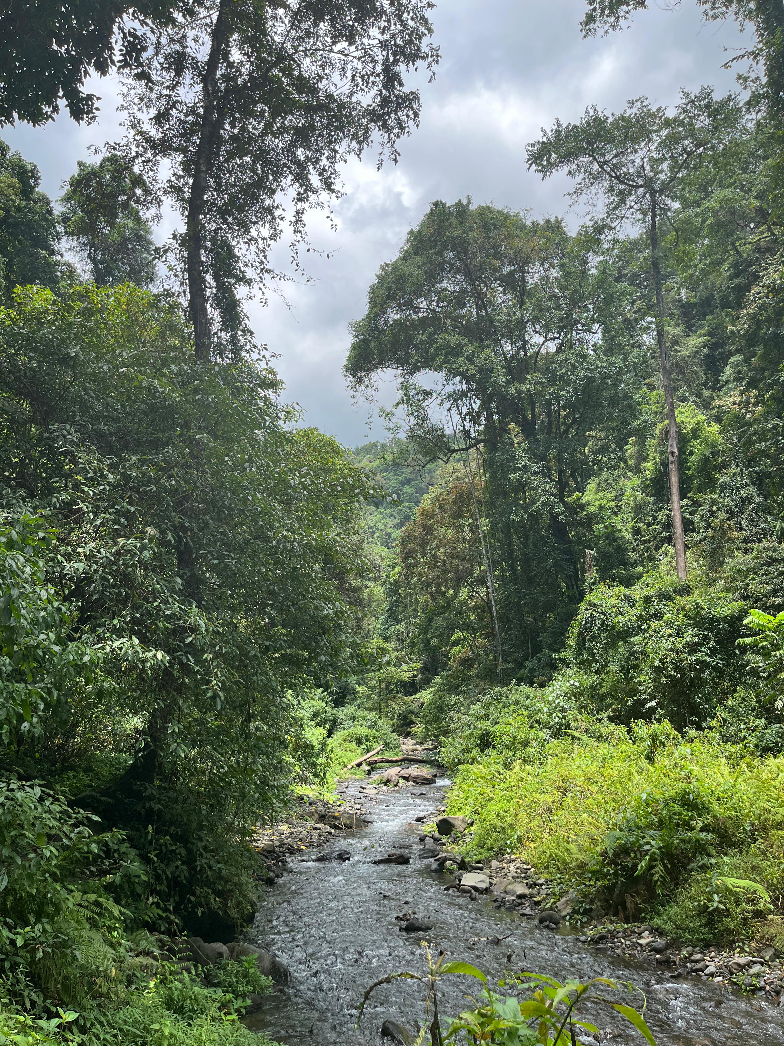 Sungai di kawasan hutan